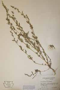herbarium sheet of PAC 86987